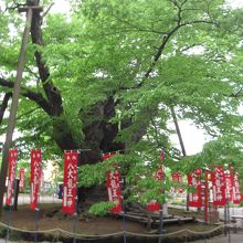 龍神木 パワースポットです