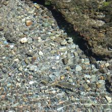 湧玉池から、大社横を流れる川もきれい。