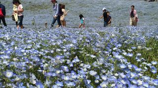 暇なので花を見に！