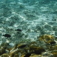 イパオビーチで見れる魚。