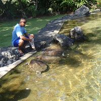 海水の池では、毎日2回、エイとカメの餌付けが見られます。