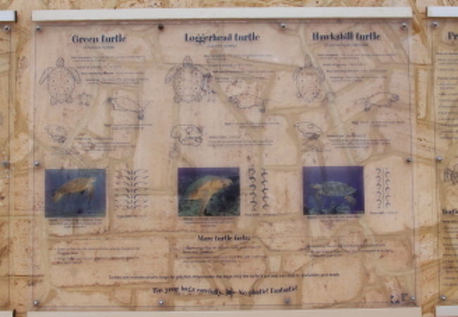 ジュラビ タートル センター