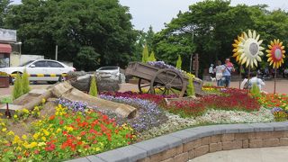 花が綺麗に咲いていました