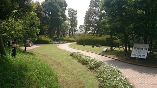 ラベンダーが咲いていました。