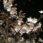 ライトアップされた夜桜が幻想的