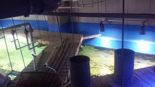 期間限定で・・・