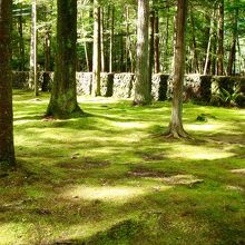 苔が美しい庭