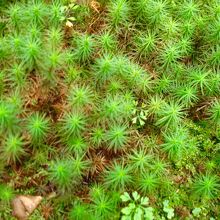 蛍光色に光る苔たち