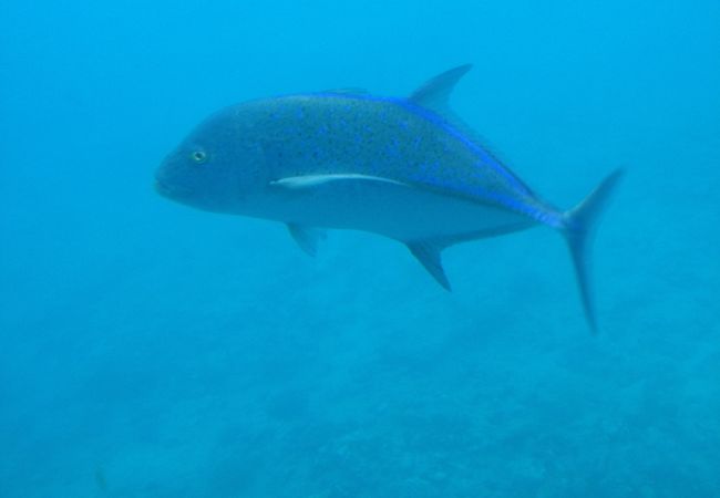 Rarotonga Reef Sub