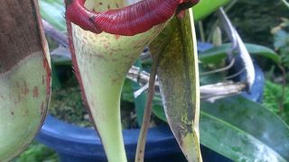 新宿に温室が！