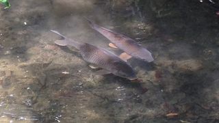 初めて歩く哲学の道