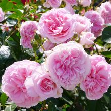 バラは満開でした♪