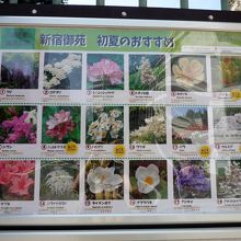 入口にある花の開花情報
