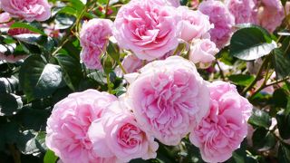 バラを見に行きました