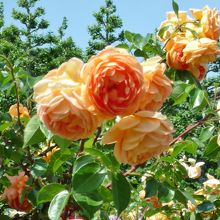 色とりどりでした