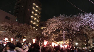 夜桜はとても混んでいます。