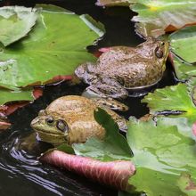 池のウシガエル