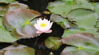 御朱印料金が６００円です。火打ち石でお祓いしてくれる分高いです。