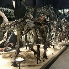 恐竜の骨がたくさんあります