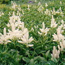 コバイケイソウ