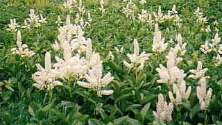 レンゲツツジやニッコウキスゲが美しいです