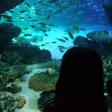 大水槽は迫力満点です