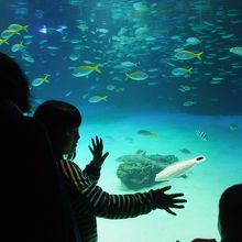 大水槽は迫力満点です 