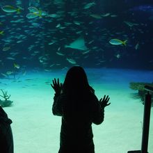 まるで海の中にいるかのようです