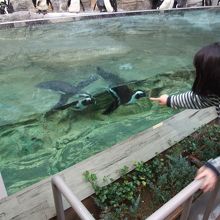 ペンギンを間近に見ることができました