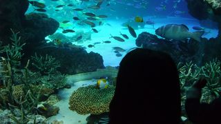 見ごたえ十分！ ～ 海のかわいい生き物に出会うことができます