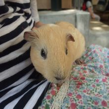 かわいいモルモットとふれあうことができました 