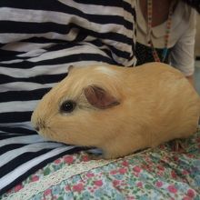 かわいいモルモットとふれあうことができました 