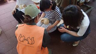 モルモットふれあいコーナーよかったです