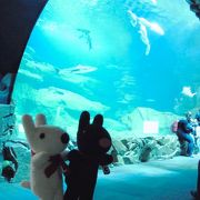 穴場の水族館