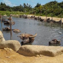 休暇を楽しむ水牛たち。