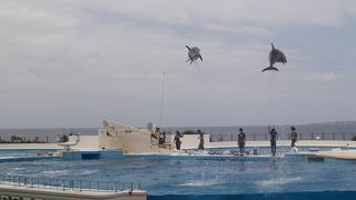 無料で楽しめるイルカショー