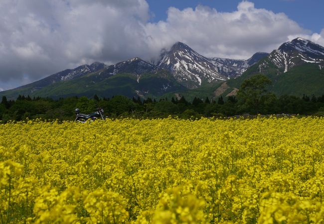 花畑は必見です