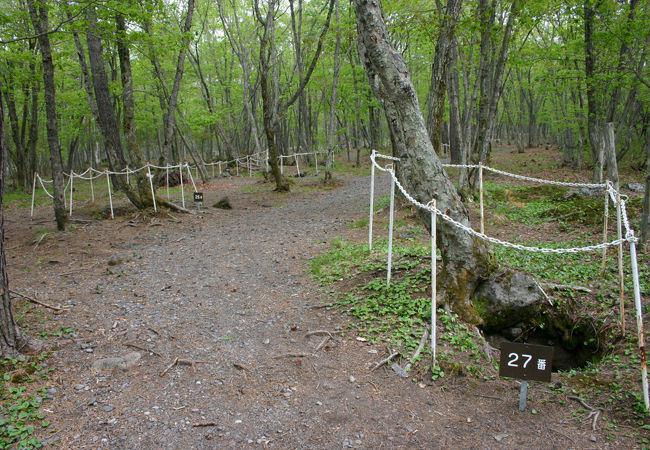 浅間山溶岩樹型