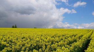 黄色いじゅうたん