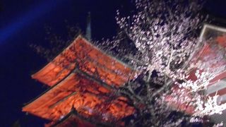 あまり桜スポットじゃなかったかも