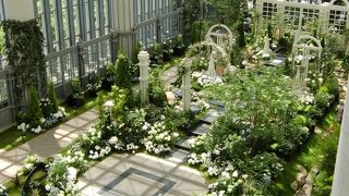 初めてこんな植物園見ましたー白い花で統一された植物園ー