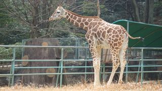 １日では周りきれない!!大きな動物園♪