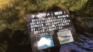 ﾁｮｳｻﾞﾒがいます