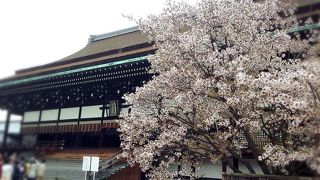 春季一般公開は桜との共演