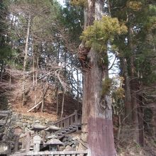 伐採の危機を免れた名木 By かつのすけ 太郎杉のクチコミ フォートラベル