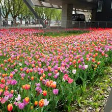 チューリップがすごい