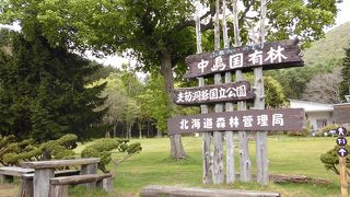 スズランが咲いていました