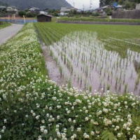 田植えの済んだ田に山が映る。クローバーがきれい