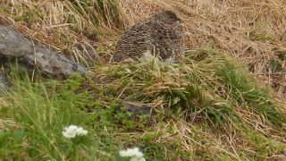 ７月なら、雷鳥の赤ちゃんを探そう！！ 