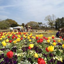 チューリップ畑